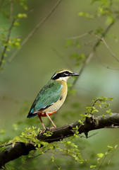  Indian pitta, Ranthambore National Park