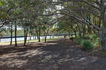 Fototapeta premium Dogs at Ballast Point Park on Mort Bay Sydney