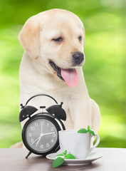 Labrador puppy and a cup of tea