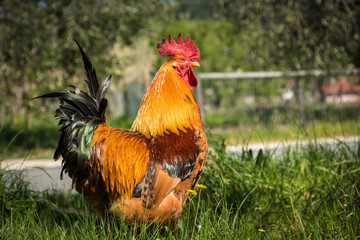 Gallo