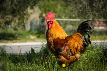 Gallo