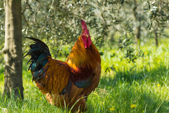 Gallo