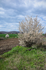 Spring landscape with blooming trees