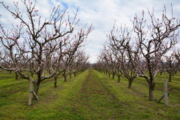 Fototapeta na wymiar Rows of blooming cherry trees in an orchard