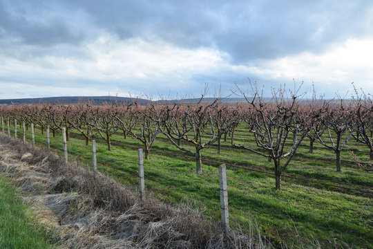 Rows of blooming cherry trees in an orchard