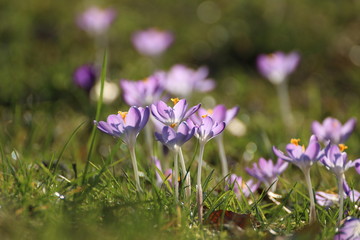 Crocus