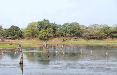 Malik Talab of Ranthambore National Park