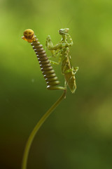 Mantis or Praying Mantis, Mantis religiosa with golden crab spider on a curly branch