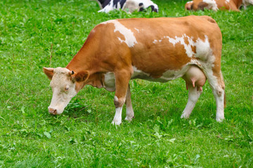 Naklejka na ściany i meble Cow in grass