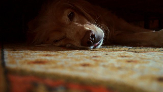 golden retriver is awakening