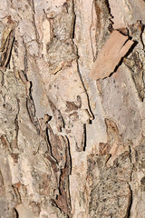 texture of bark wood use as natural background