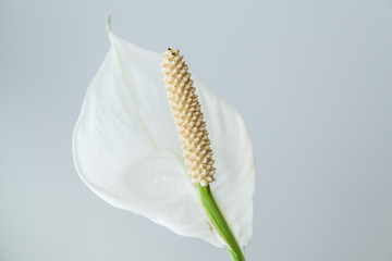 White spathiphyllum at home