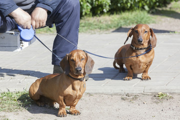 two dachshunds on a lead with the owner 