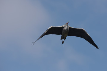 Grey Heron, Ardea cinerea