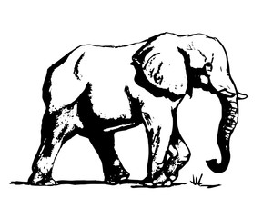 Graphic image of an elephant on a white background. The freehand drawing, the simple sketch. The black lines in the form of a large elephant. Vector illustration