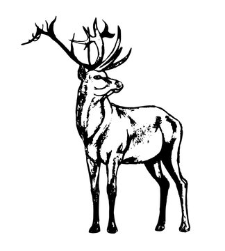 Graphic image of a wild animal on a white background. The figure in black outline red deer, a wild animal with big antlers. Vector illustration, abstract in black and white