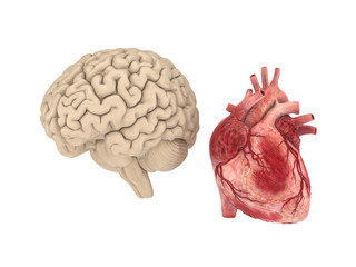Human brain and heart on white background.