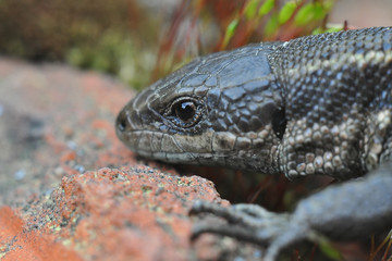 lizard head close up in the wild summer day