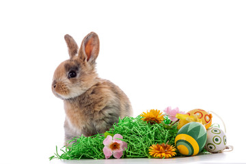 Colorful rabbit with Easter eggs on white background