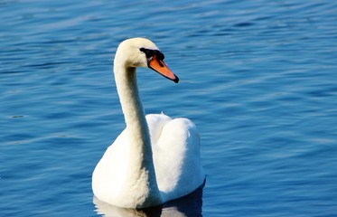 Obraz premium Close-up image of an adult Mute Swan (Cygnus olor).