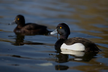 Tufted Duck, Aythya fuligula