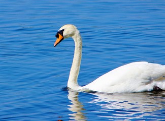 Obraz premium Close-up image of an adult Mute Swan (Cygnus olor).