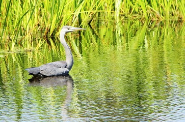 Close-up image of an adult Grey Heron (Ardea cinerea)