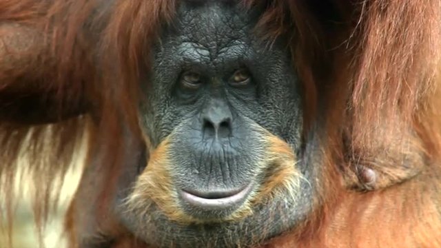 Hypnotic look of a mature orangutan female. Amazing great ape with human like expression. Wild beauty of the excellent big primate in the amazing HD footage.
