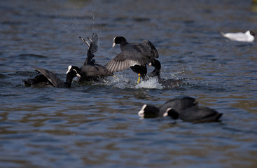 Eurasian Coot, Coot, Fulica atra