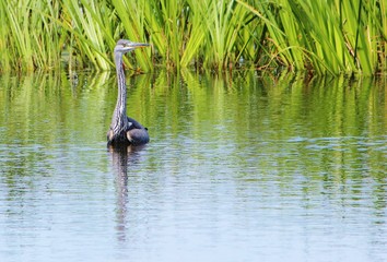 Close-up image of an adult Grey Heron (Ardea cinerea).
