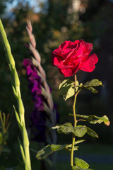 red rose in a green garden