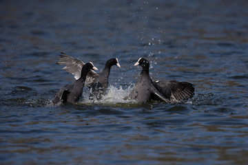 Eurasian Coot, Coot, Fulica atra