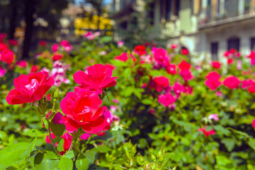 Fototapeta premium Bush of beautiful roses in a garden