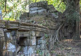 Fototapeta na wymiar Roots of a fig tree embracing a wall at Preah Khan, Temple of th