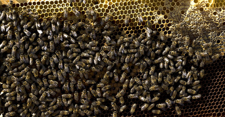 Honey bee on honeycomb