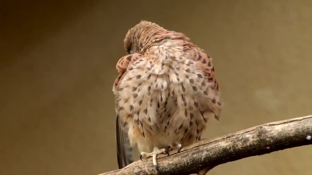 Transforming of a perching rock or common kestrel, Falco tinnunculus, preening his plumage. Amazing beautiful bird, isolated on blur yellow background in the excellent HD footage.
