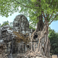 Fig tree engulfing a building in Ta Som, Cambodia