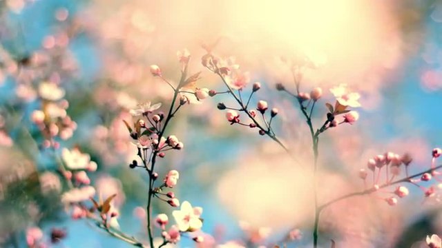 Adorable closeup nature background with blooming pink cherry branches on the wind. Silky nature view of Japanese Sakura in sunny day. Shallow dof. Slow motion full HD footage 1920x1080
