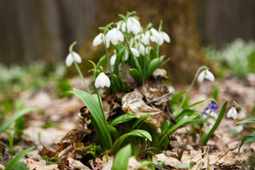 .The first spring flower - snowdrop (Galanthus nivalis)