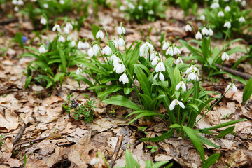 .The first spring flower - snowdrop (Galanthus nivalis)
