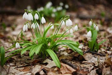 .The first spring flower - snowdrop (Galanthus nivalis)