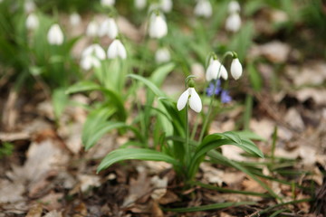 .The first spring flower - snowdrop (Galanthus nivalis)