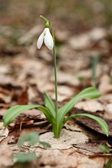 .The first spring flower - snowdrop (Galanthus nivalis)