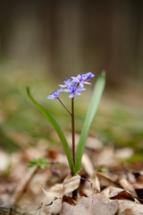 Two-leaf squill - first flower of spring