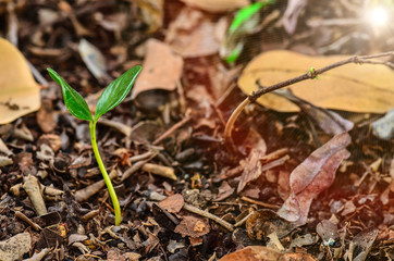 Young plant in the morning light