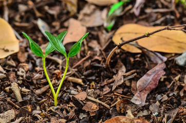 Young plant in the morning light