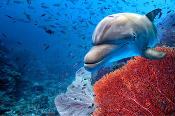 dolphin underwater on blue ocean background - obrazy, fototapety, plakaty