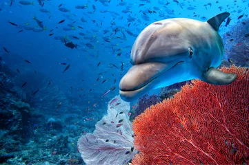 Foto auf Acrylglas dolphin underwater on blue ocean background © Andrea Izzotti