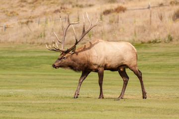 Bull Elk