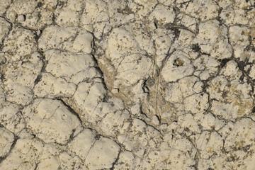 Dinosaure, Grallator variabilis,  fossile, reptile, Causses, 12